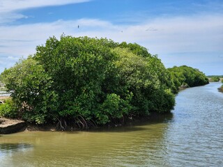 Mangrove trees grow around the river in day at Pamekasan, Indonesia