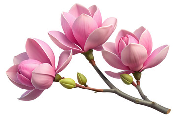 Obraz premium Three delicate pink magnolia flowers and buds on a branch isolated on transparent background