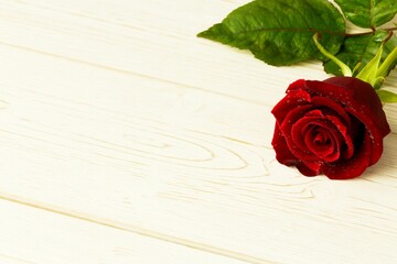 Red rose on wood with copy space