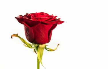 Flat design showing red rose on white backdrop, revealing petals sepals stem and thorns, copy space