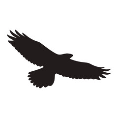 Majestic Eagle Silhouette Isolated on White Background