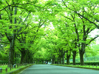 公園の正面ゲートへ向かう誘導路に植えられた街路樹の緑のトンネル