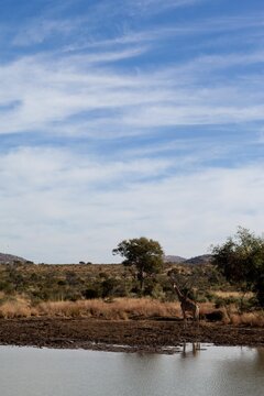 Fototapeta Giraffe is standing at water's edge in flat design savannah scene, featuring muddy shoreline