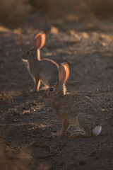 Cute cottontail bunny rabbits at golden hour in the desert
