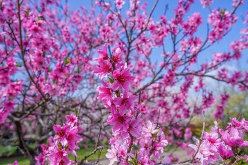 光を浴びて輝く満開のアーモンドの花