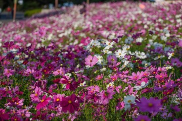 カラフルなコスモスに囲まれて咲く満開のピンクのコスモスの花