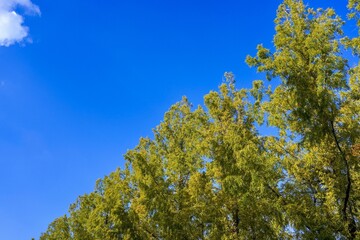 青空バックに見上げる色づき始めたメタセコイア並木の情景
