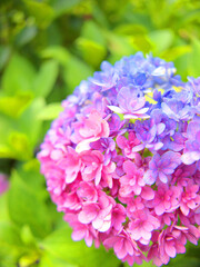 ブルーとピンクのグラデーションに彩られた紫陽花の花