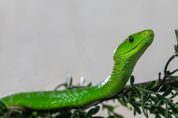 Close up of African Eastern Green Mamba