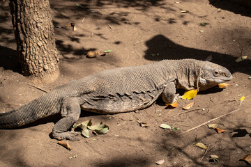 African Rock Monitor