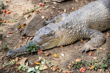 Central African Slender-snouted Crocodile basking