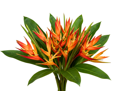 Vibrant heliconia flower arrangement with lush green leaves isolated on transparent background