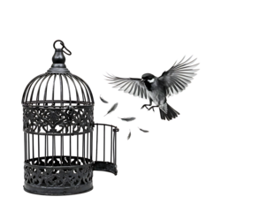 Blue jay escaping from an old metal bird cage against a black background