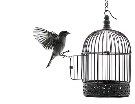jay escaping from an old metal bird cage against a black background
