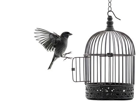 jay escaping from an old metal bird cage against a black background