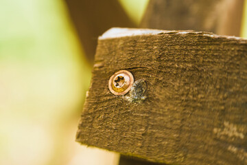 Hex bolt secured in wood close-up for carpentry and construction