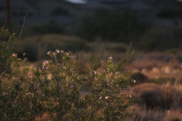 Blooming purple flowers on a bush in the desert at sunset