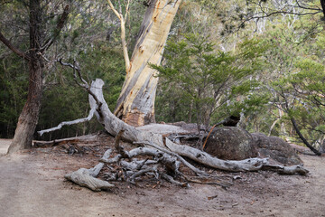 Dead wood is an integral part of the ecosystem - Freycinet Peninsula, Tasmania, Australia