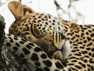 The Leopard sleeping on the tree in Ndutu
