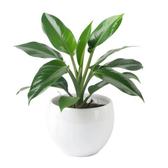 Lush green philodendron plant in a modern white ceramic pot isolated on transparent background