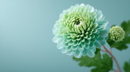 Beautiful flower surrounded by green leaves captured with depth of field for a stunning visual of nature and e-learning platform concepts