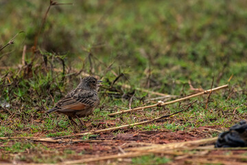 Paddy field pipit bird foraging on ground in bright daylight with natural background, symbolizing...