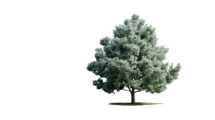 A Lone Tree's Tranquility: A solitary tree, showcasing its lush, full crown, stands steadfast in a vibrant, isolated environment, exemplifying nature's solitary beauty.