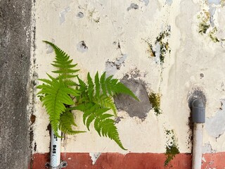 Fern's Resilience: A vibrant green fern defies its surroundings, pushing through the weathered...