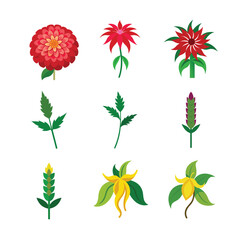Assorted field flowers and herb plant graphics set Color Vector illustration