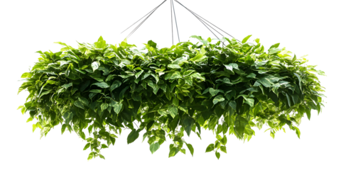 Hanging pothos plant isolated on black background creates a serene and natural aesthetic