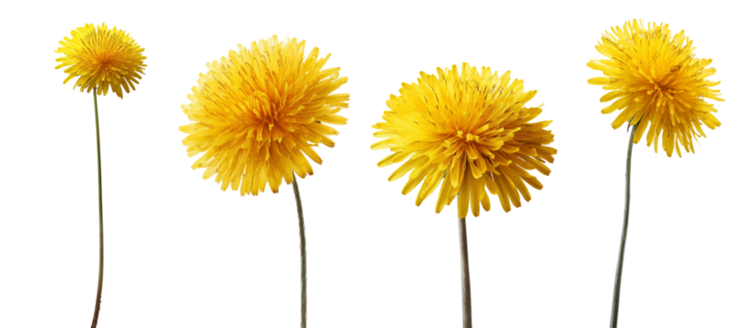 Collection of a large single beautiful long stemmed dandelion in full yellow bloom, on a plain white or transparent background
