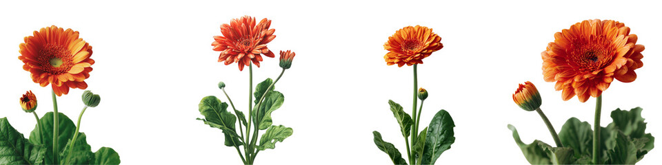 Collection Deep Orange Gerberas With
