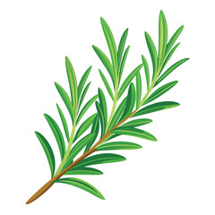 A fresh sprig of rosemary with fragrant leaves, a symbol of herbs, cooking, and healthy ingredients.