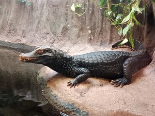 alligator in the swamp