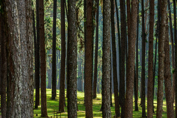a forest of pine trees