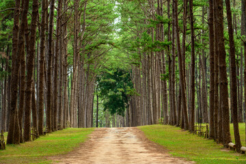 a forest of pine trees