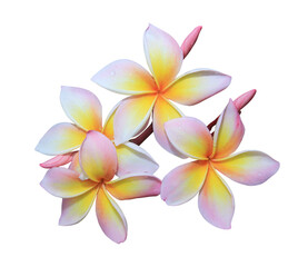 Fototapeta premium Plumeria or Frangipani or Temple tree flower. Close up pink-yellow frangipani flowers bouquet isolated on transparent background. 