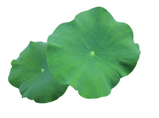 Close up green leaf of lotus or water lily tree isolated on transparent background. Top view of...