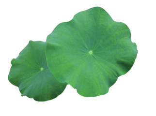Close up green leaf of lotus or water lily tree isolated on transparent background. Top view of green leaves bush