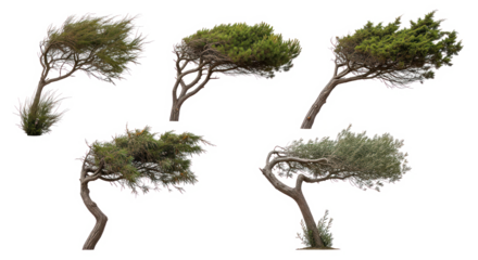 Collection of wind-swept trees isolated on transparent background, bent and twisted by strong wind