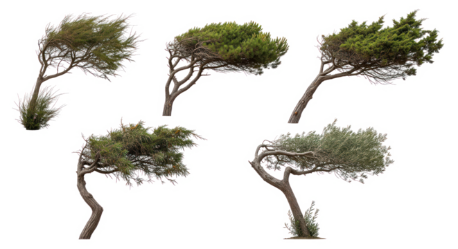 Collection of wind-swept trees isolated on transparent background, bent and twisted by strong wind