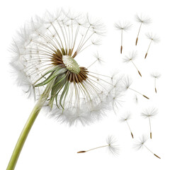 Dandelion on black background