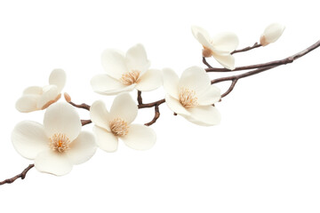 Naklejka premium Isolated twig with delicate flowers featuring soft white petals and rich golden centers showcasing natural beauty in a minimalist setting