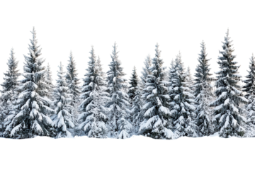 Snowy landscape features dense pine trees covered in snow, creating a tranquil winter setting in a pristine environment