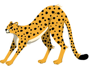 wild animal cheetah illustration
