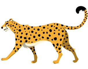 wild animal cheetah illustration