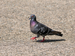 地面を歩き回る鳩