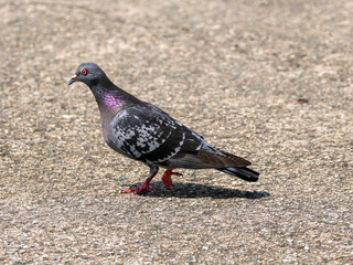 地面を歩き回る鳩