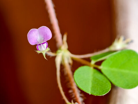 Desmodium triflorum (L.)DC.  หญ้าเกล็ดหอย