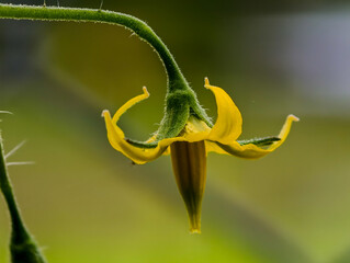 cherry tomato flowers